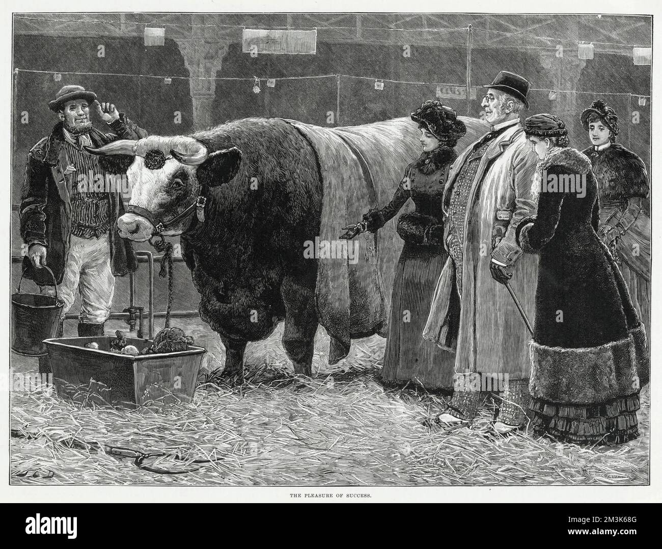 Los visitantes (a la derecha) al Christmas Cattle Show en el Agricultural Hall, Islington, admirando a un toro ganador del premio. Foto de stock