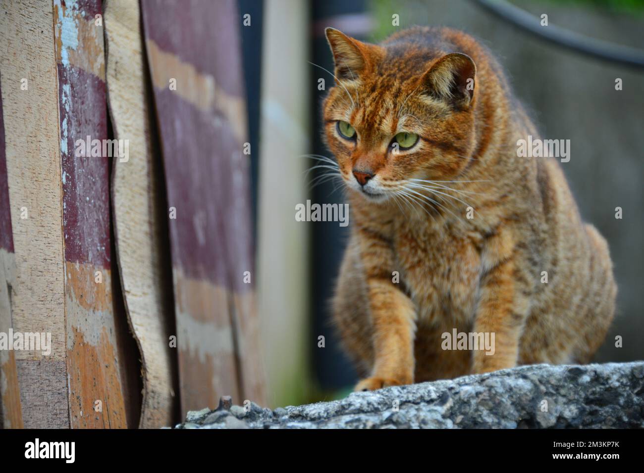 Un gato tabby se sienta en una pared de hormigón. Houtong Cat Village.  Recomendado por CNN como uno de los seis mejores lugares de observación de  gatos en el mundo. Nuevo Taipei,