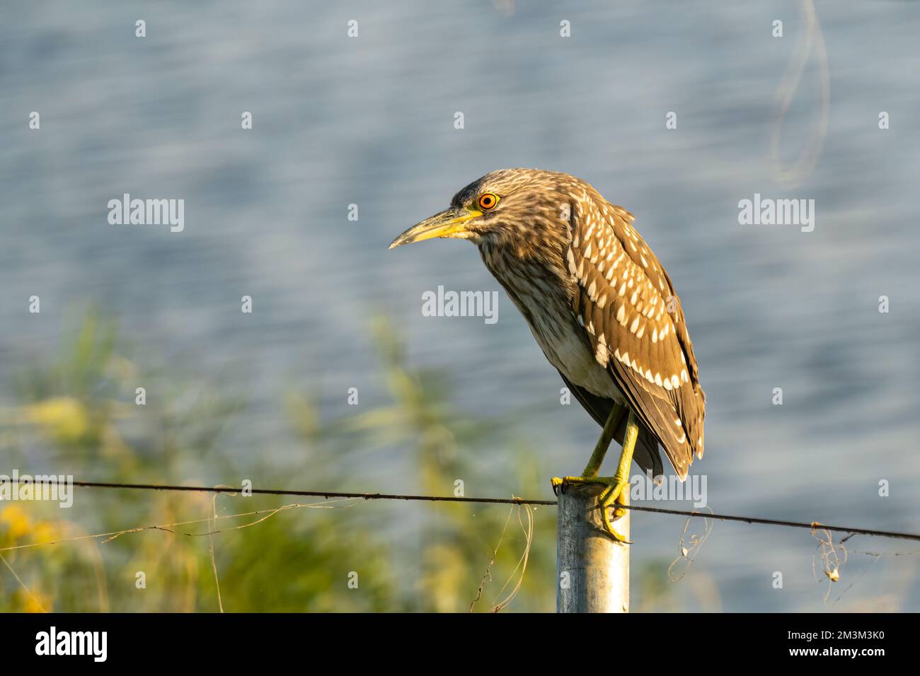 Hermosa erilla negra coronada de pie (Nycticorax nycticorax) en un día soleado durante el verano Foto de stock