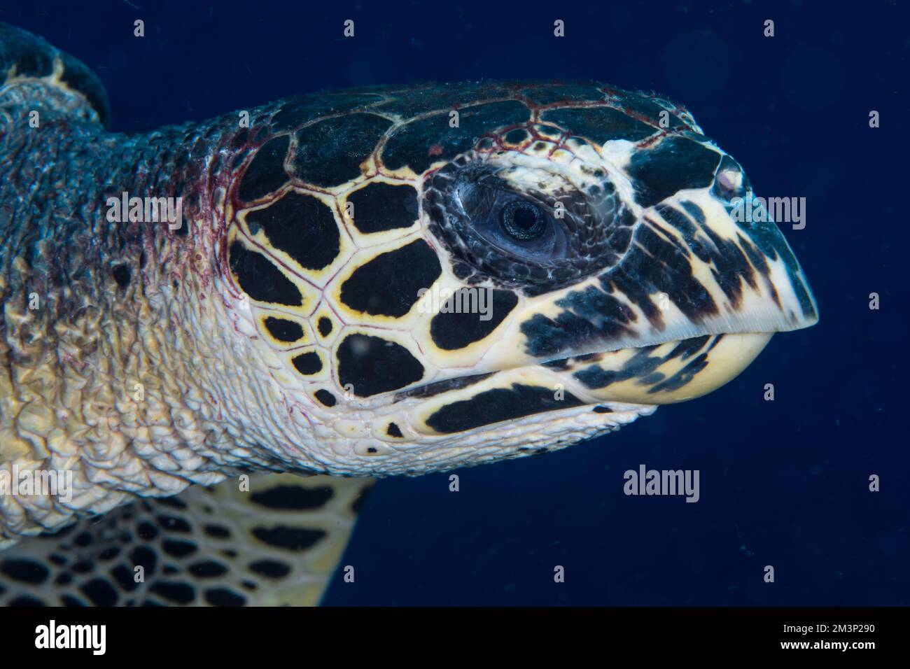 Close up retrato de tortuga carey - Eretmochelys imbricata Foto de stock