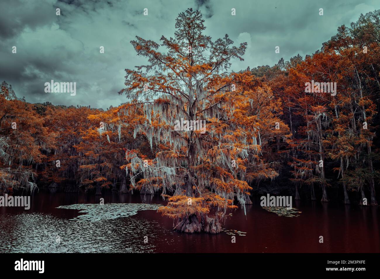 El paisaje mágico y de cuento de hadas del Lago Caddo, Texas Foto de stock