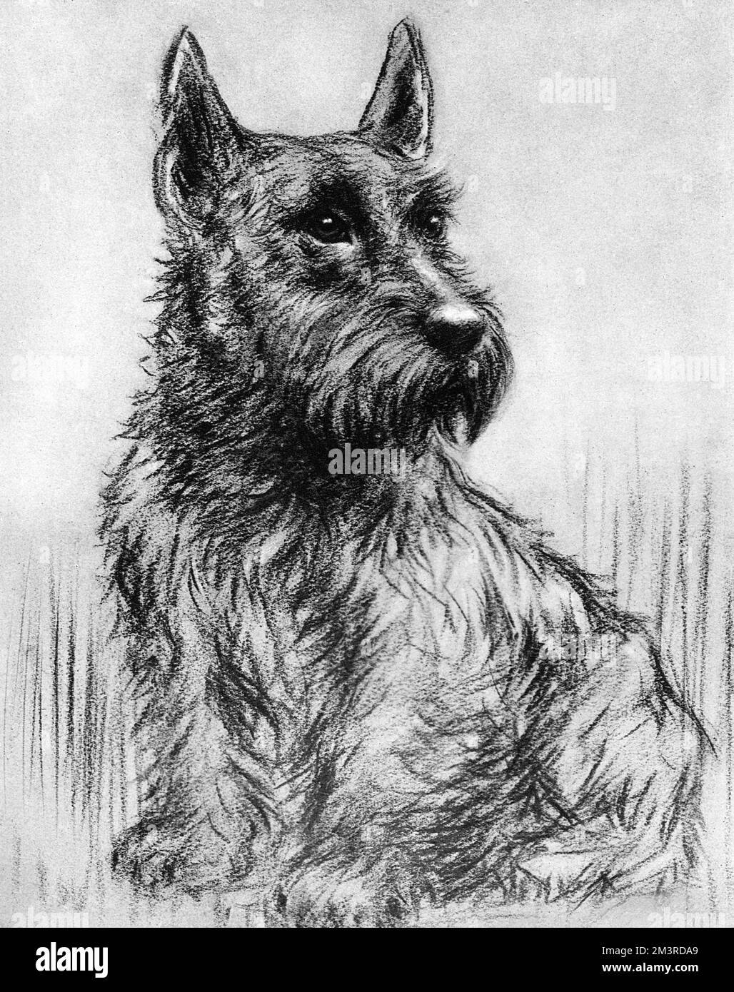 Un retrato de Winkle, un perro escocés perteneciente al príncipe Enrique, duque de Gloucester. Fecha: 1931 Foto de stock