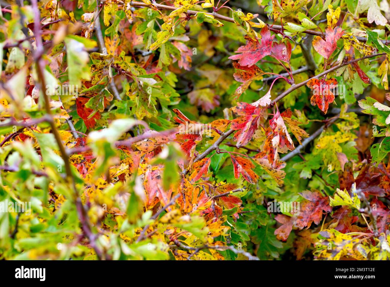 Espino blanco o árbol de mayo (crataegus monogyna), cerca mostrando las hojas del arbusto a medida que cambian de color en el otoño. Foto de stock