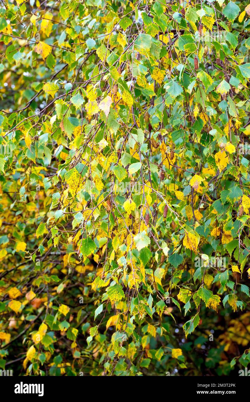 Abedul plateado (betula pendula), de cerca que muestra una rama caída familiar del árbol a medida que las hojas cambian de color en el otoño. Foto de stock