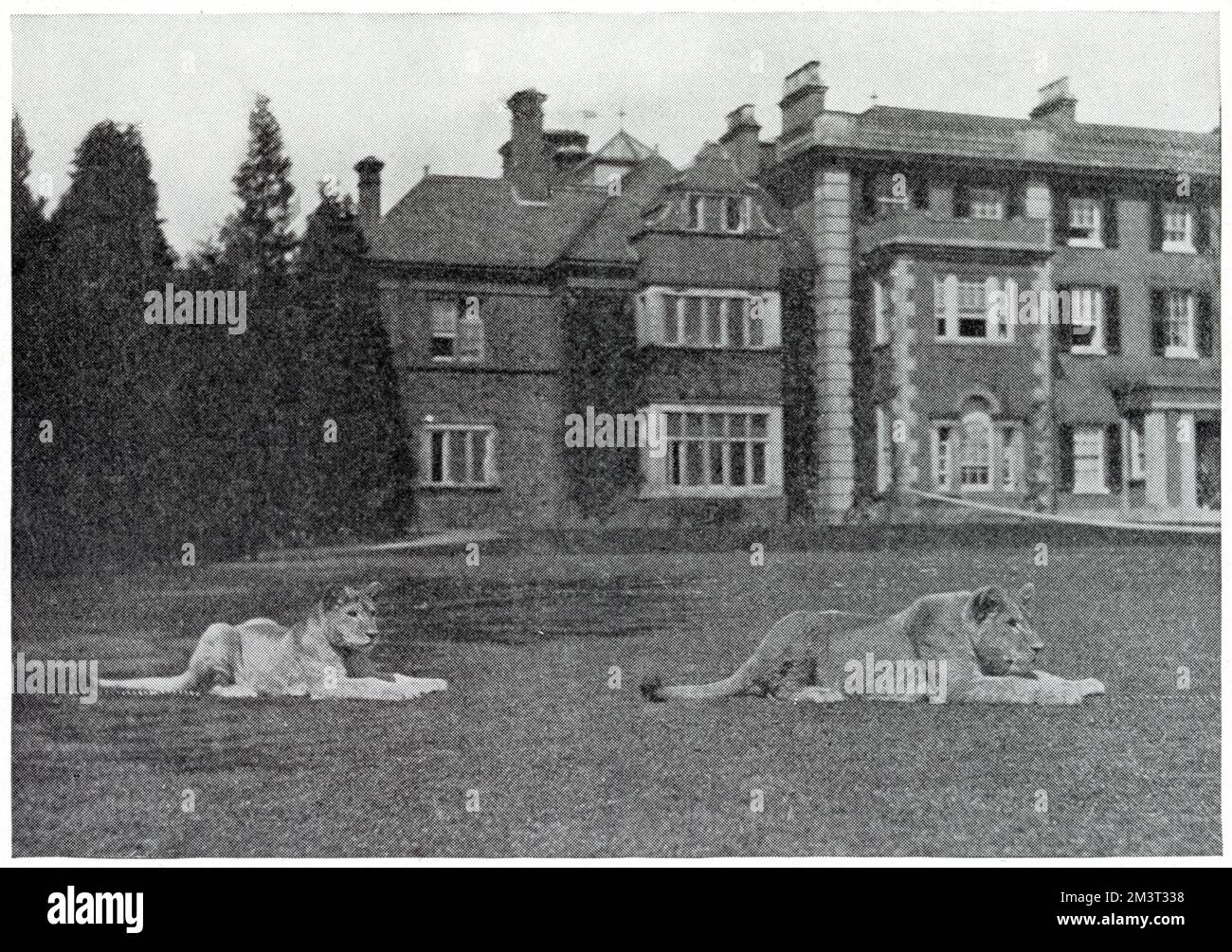 Una bienvenida inusual para los visitantes a Colney Hall, Norwich, la casa del Sr. Hugh G. Barclay, en forma de dos leones de nueve meses de edad, que merodean por los céspedes circundantes. La pareja fue traída de África por la señorita Barclay. Foto de stock