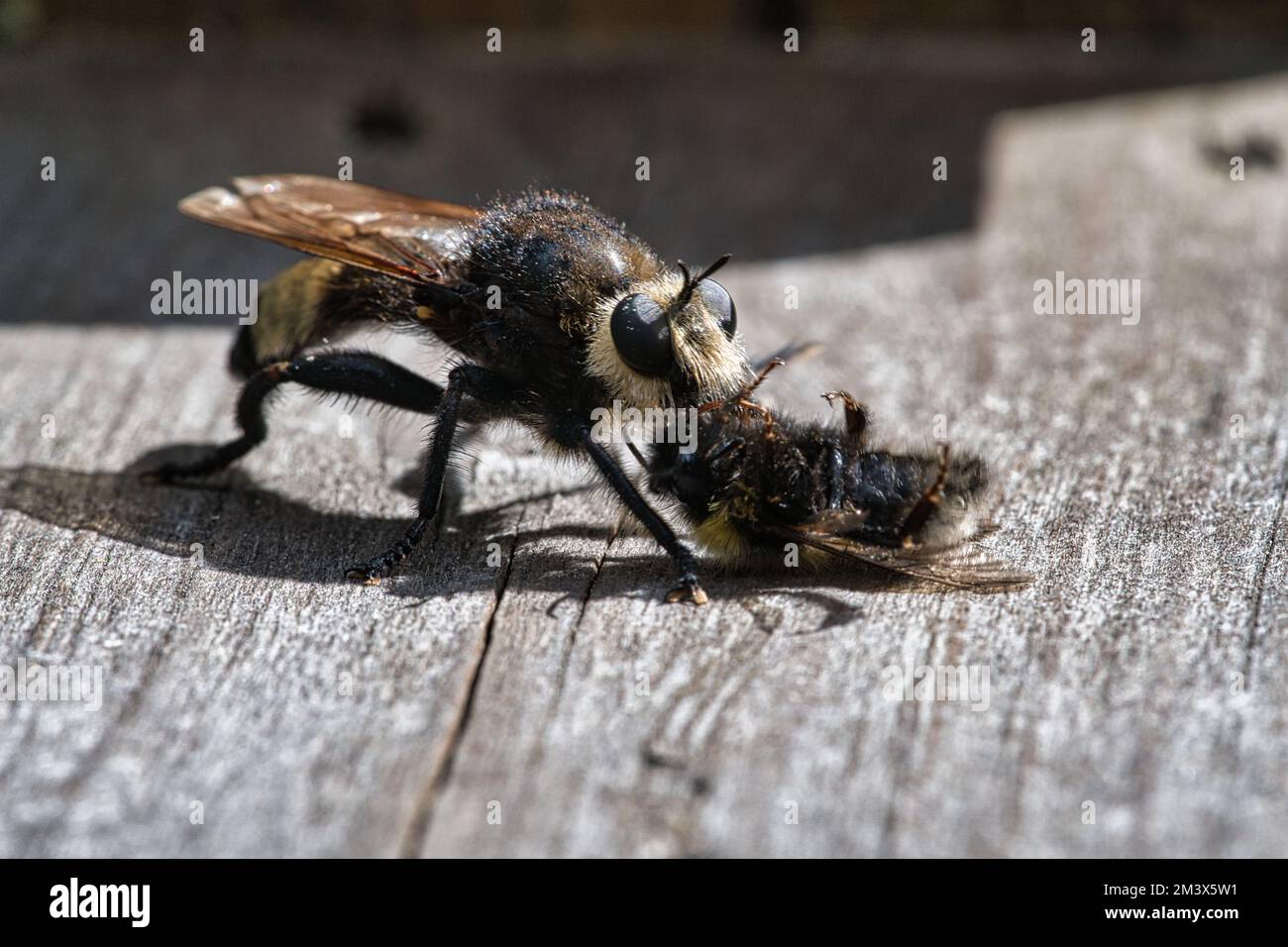 Una mosca amarilla del asesinato o una mosca amarilla del ladrón con un