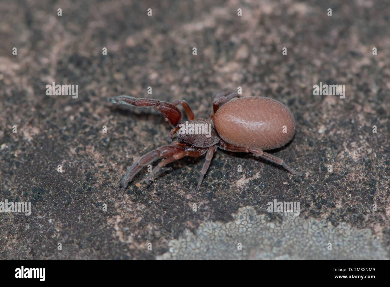 Araña de patas de palpa (Palpimanidae) Foto de stock