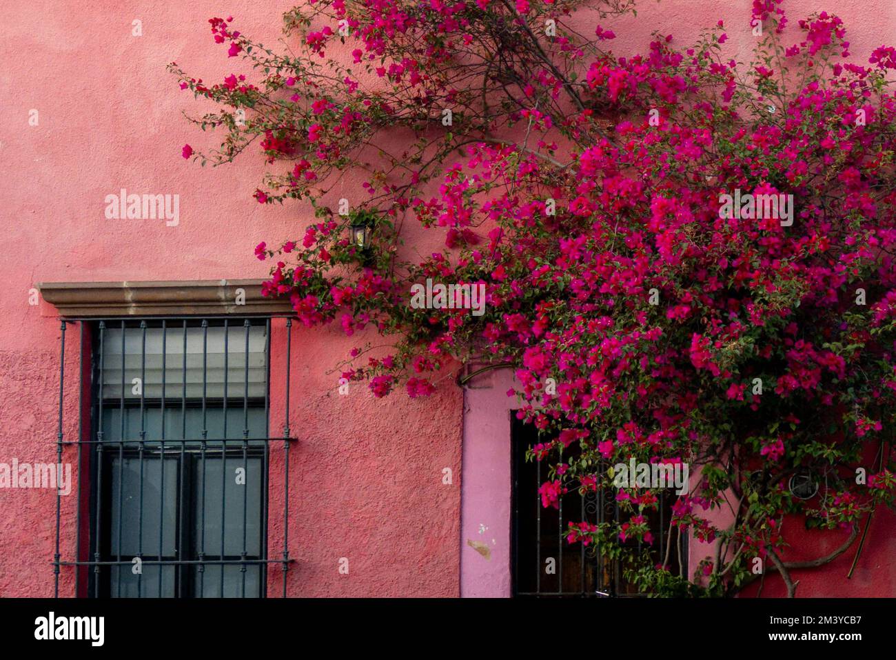 Una entrada de la casa rústica con una buganvilla. Querétaro, México