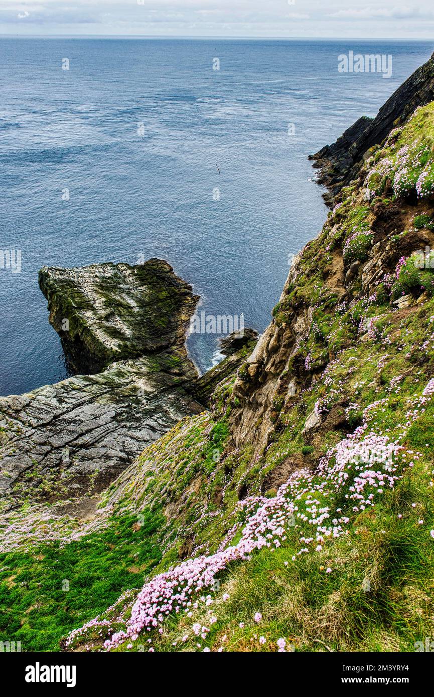 Los acantilados escarpados de la cabeza de Sumburgh, Islas Shetland, Reino Unido Foto de stock