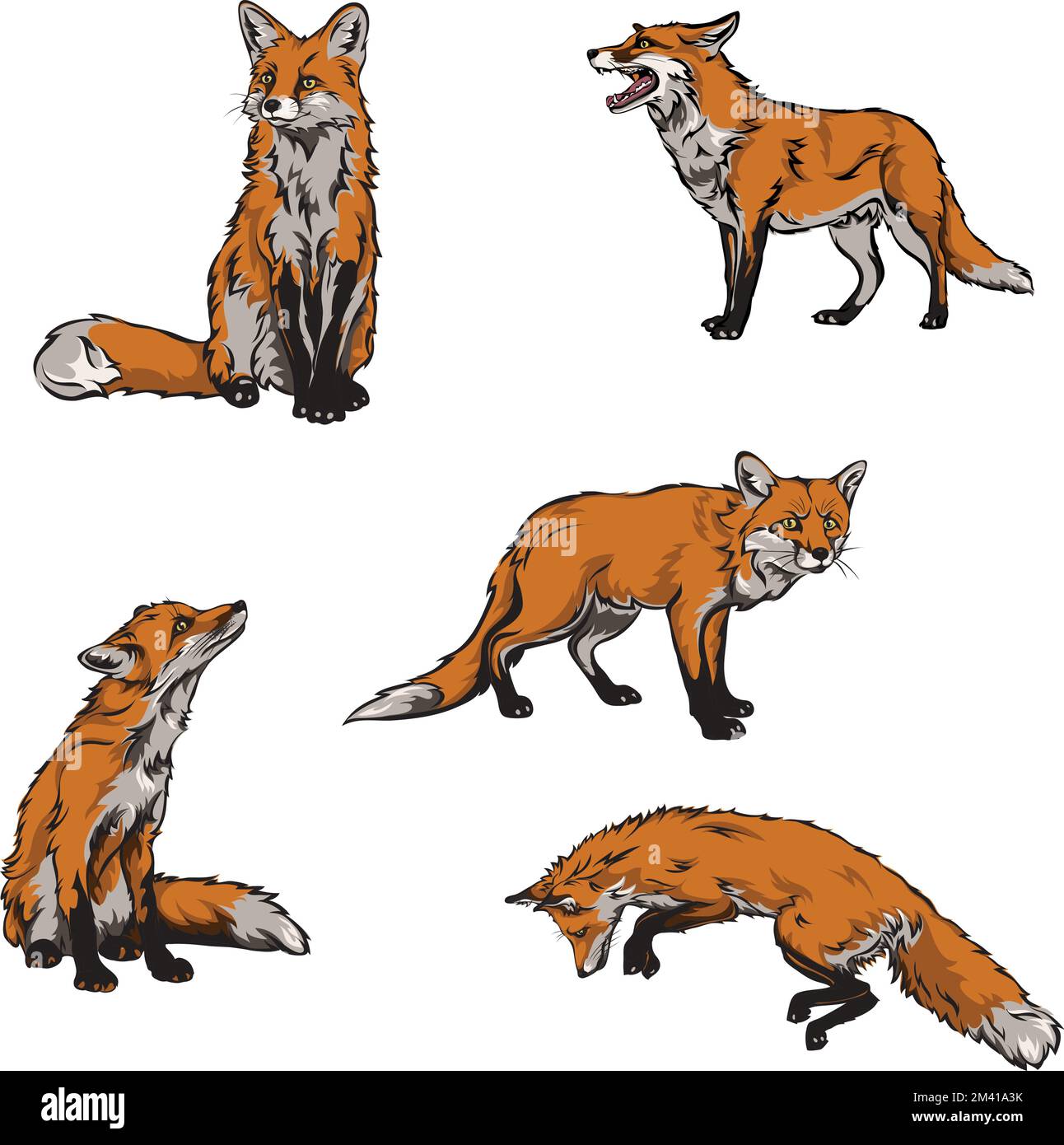 Fox, color. imagen vectorial de un zorro, ilustración vectorial para uso en logotipos, signos, marcas, diseño y publicidad Ilustración del Vector