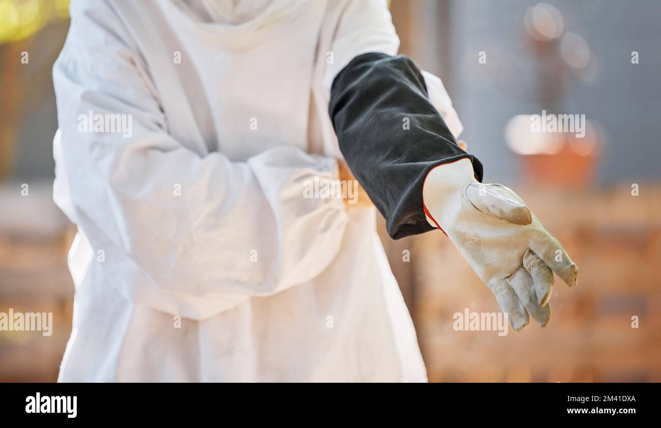Apicultor, mano y guante en el trabajador de la agricultura apícola listo para el mantenimiento, cosecha y fabricación de miel en una fábrica, almacén o taller. Manos Foto de stock