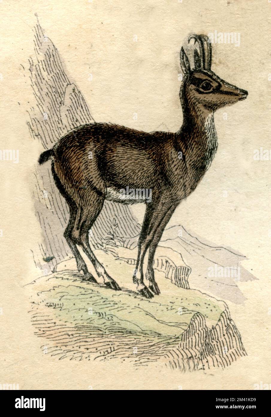Gamuza Rupicapra rupicapra, (libro de historia natural, 1861), Gämse Foto de stock