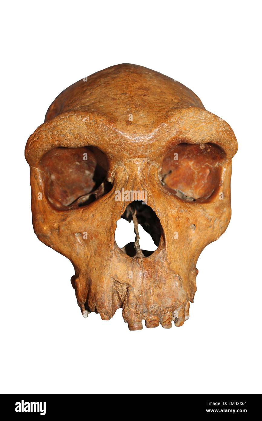 El Homo rhodesiensis africano ahora se considera syn. Homo heidelbergensis - Broken Hill, Zambia - Kabwe1 Foto de stock