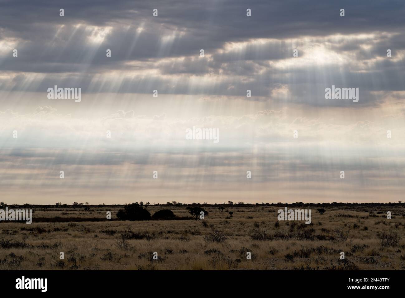 Rayos de sol en Kalahari Foto de stock