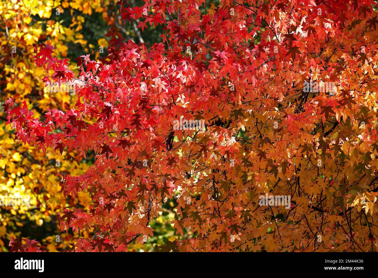 Hojas de chicle americano (Liquidambar styraciflua) en color otoño, Alemania Foto de stock