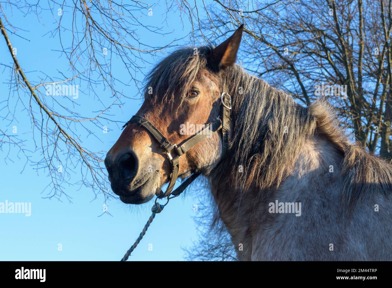 Retrato de caballo marrón doméstico contra el fondo del cielo de invierno y las ramas de los árboles Foto de stock