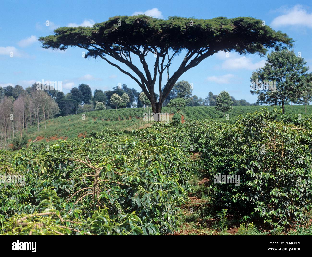 Plantación de café arábica (Coffea arábica) arbustos maduros en baya verde con espino de acacia cerca de Nairobi, Kenia Foto de stock