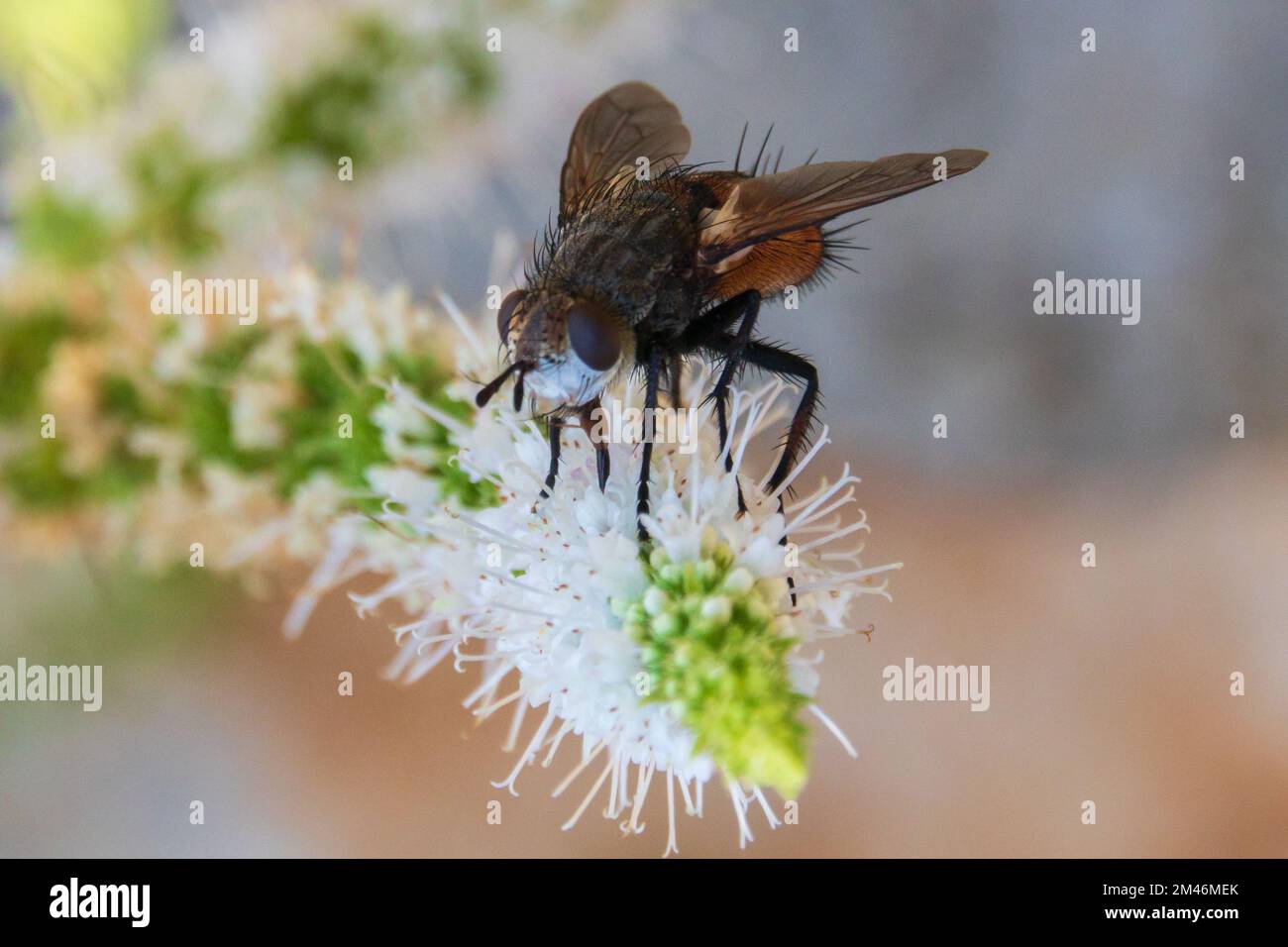 Peleteria rubescens, moscas parásitas Foto de stock