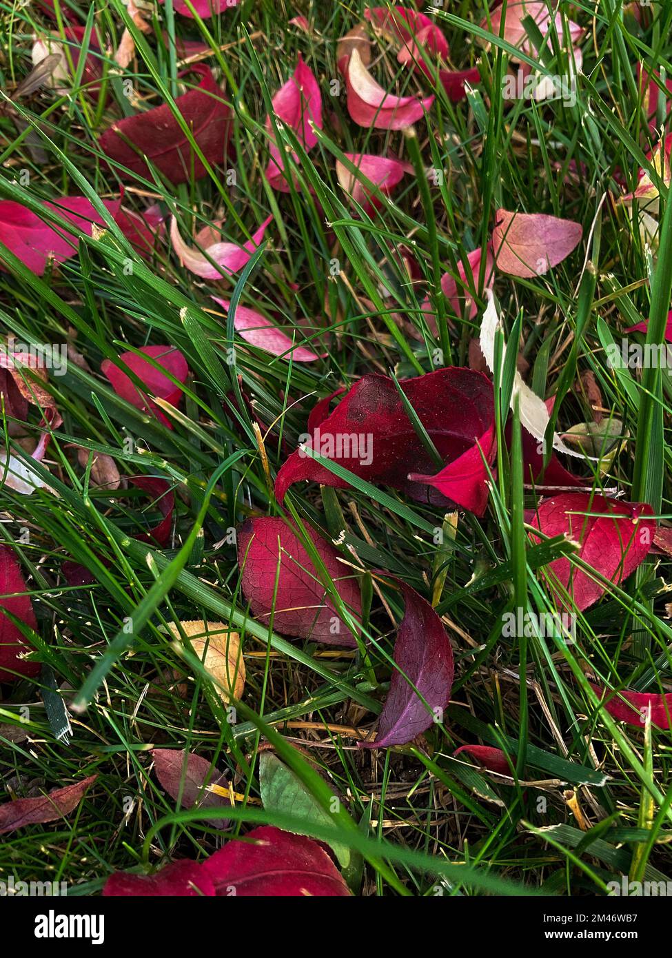 las hojas de forma ovalada se encuentran en la hierba, superficie del suelo del bosque de otoño Foto de stock