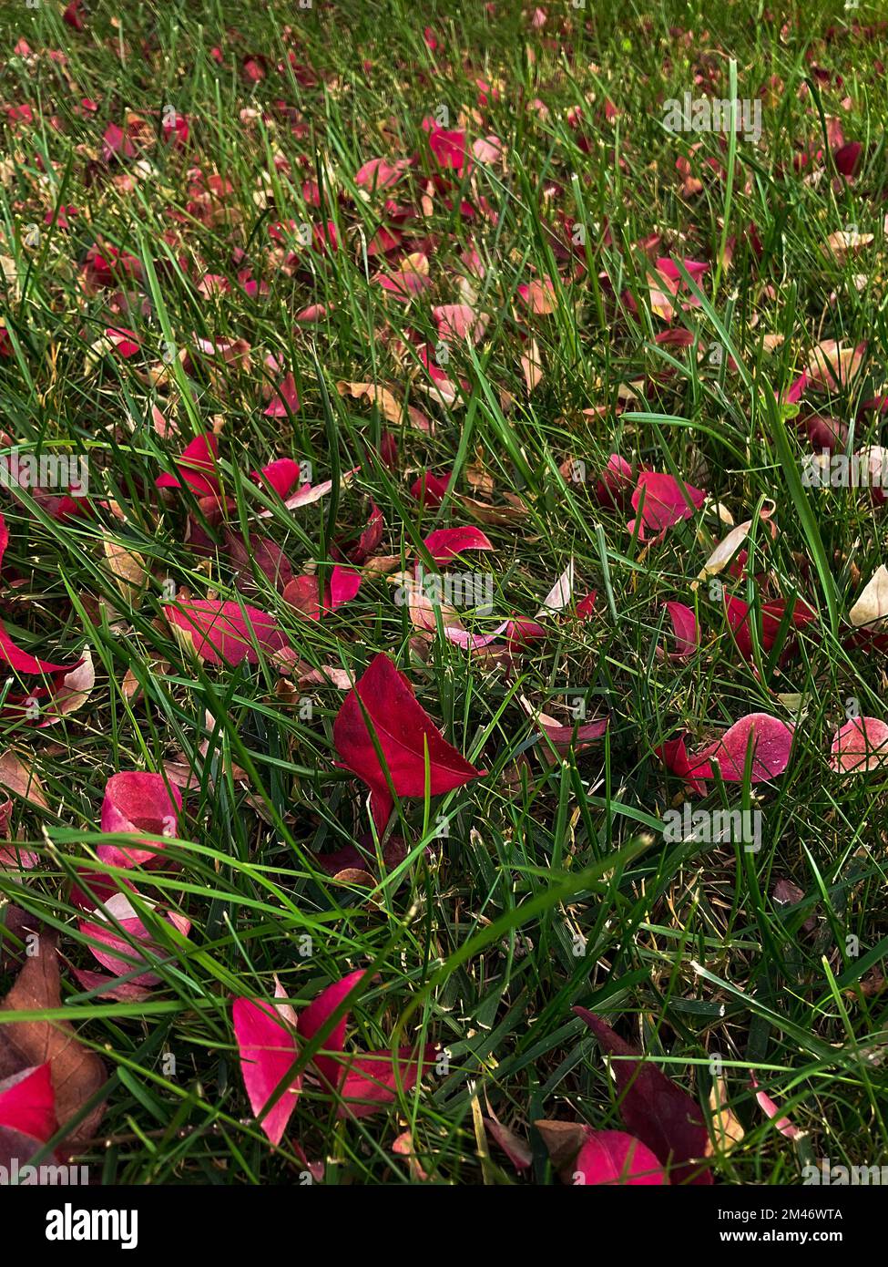 las pequeñas hojas amarillas caídas de forma ovalada se encuentran en la hierba, vista superior Foto de stock