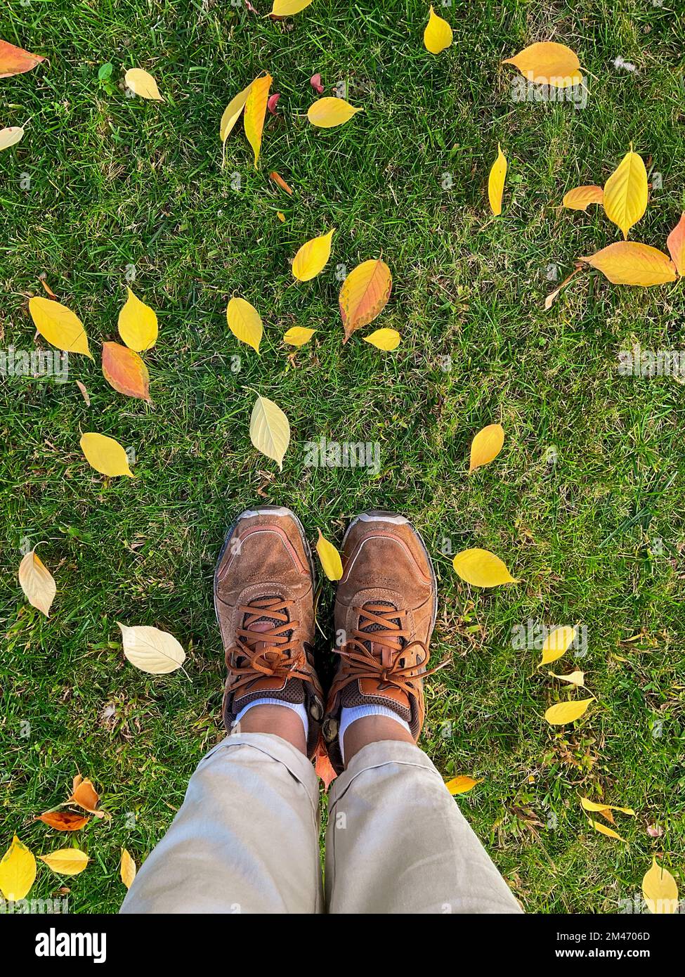 hojas pequeñas amarillas caídas de forma ovalada, superficie del suelo del bosque de otoño Foto de stock