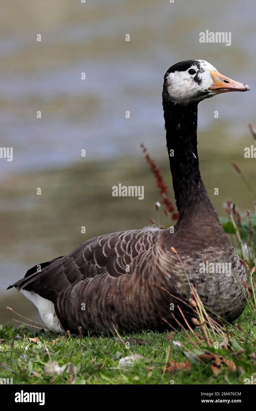 Canada goose donostia clearance argentina