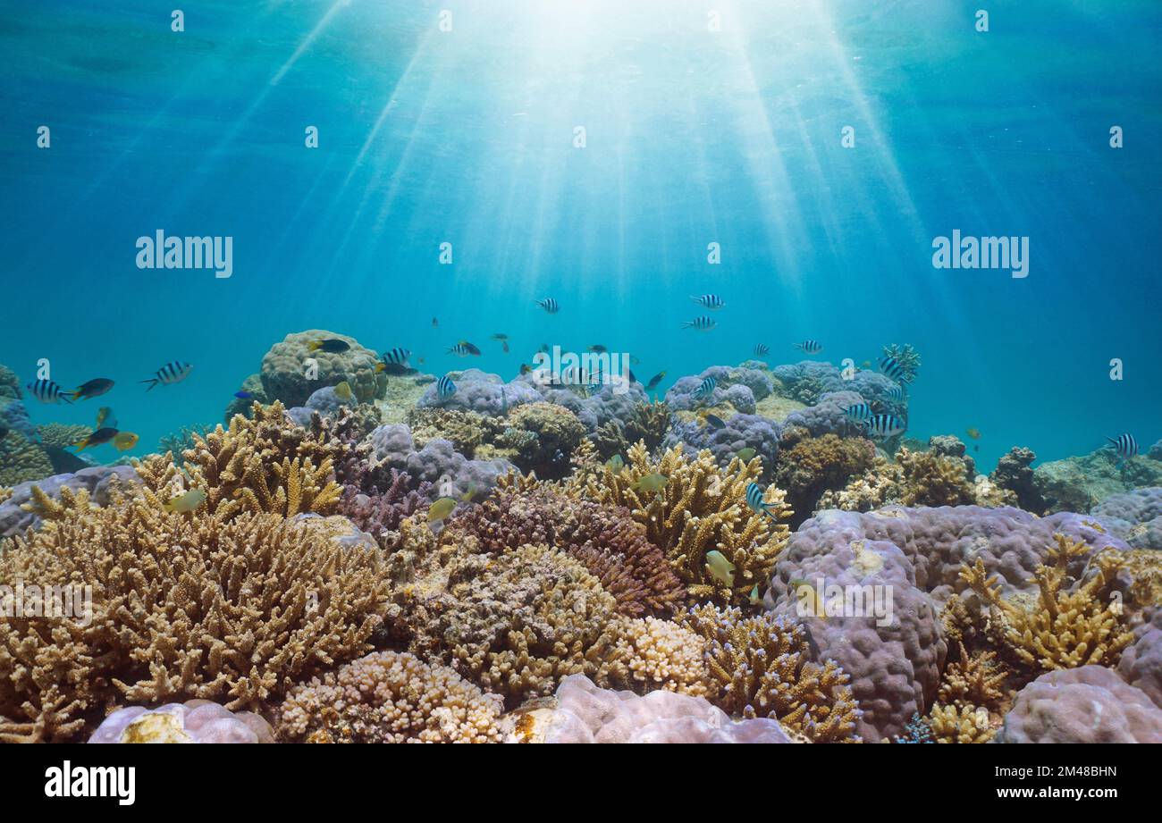 Luz del sol submarina sobre un arrecife de coral con peces en el océano Pacífico, Nueva Caledonia, Oceanía Foto de stock