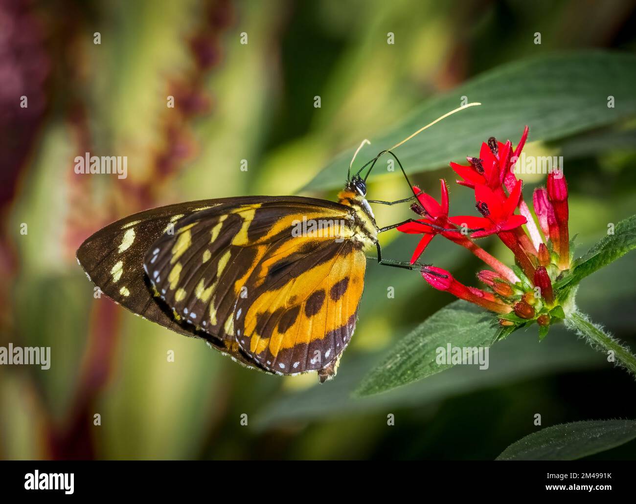 Primer plano de una sola mariposa naranja blanco y negro Foto de stock