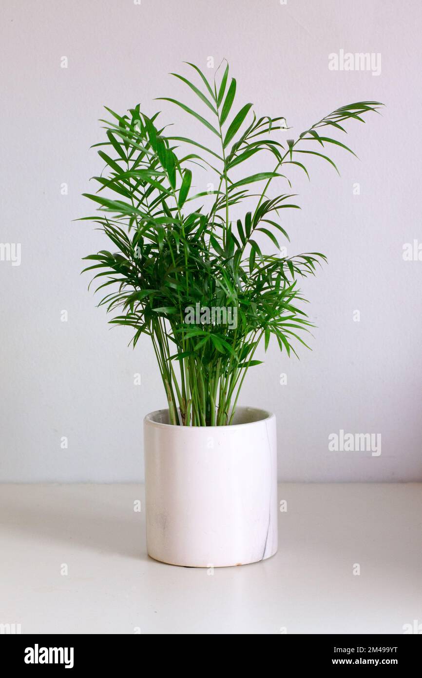Una planta de palma bella en maceta en una maceta blanca contra un fondo  blanco Fotografía de stock - Alamy