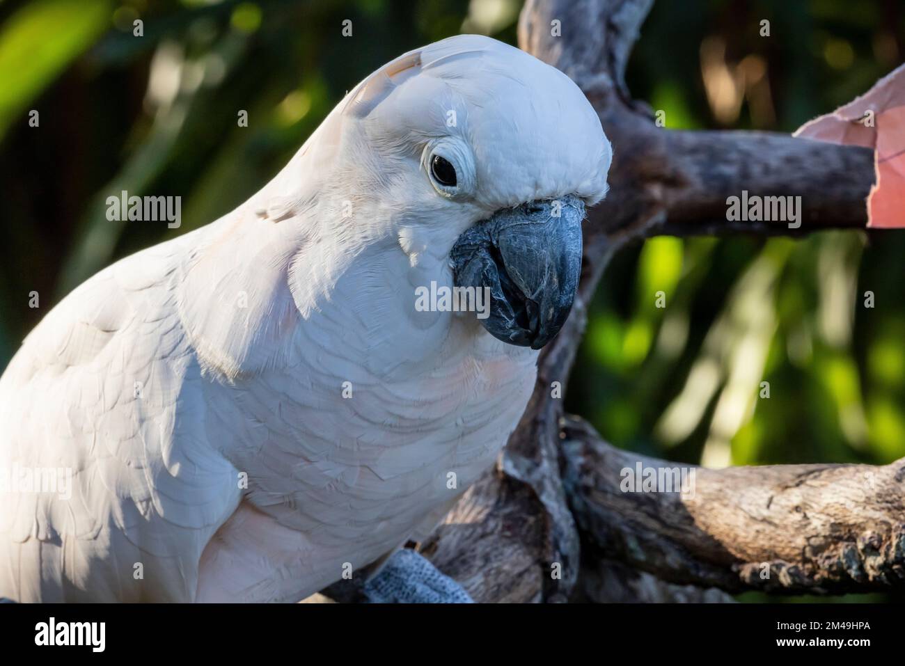 Cockatoo pájaro posado en la rama del árbol Foto de stock