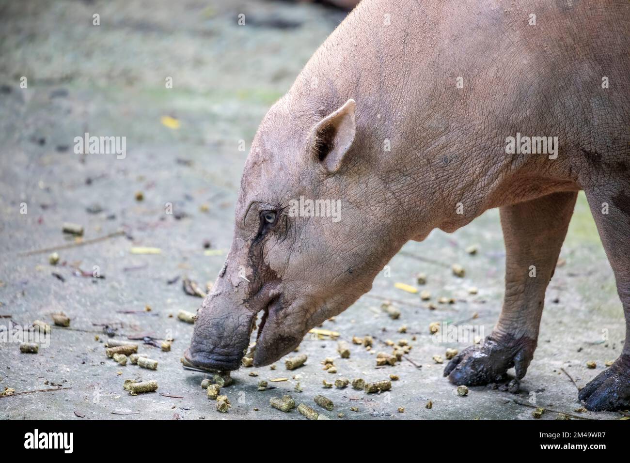 Cerdos ciervos fotografías e imágenes de alta resolución - Página 2 - Alamy