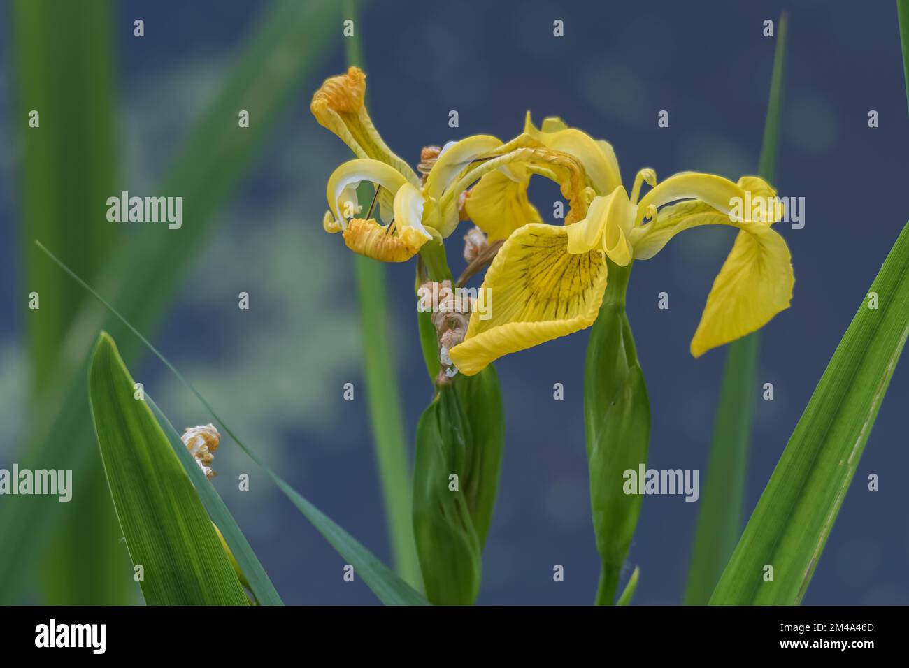 iris pseudacorus flor en el borde de un lago cerca en verano al aire libre Foto de stock