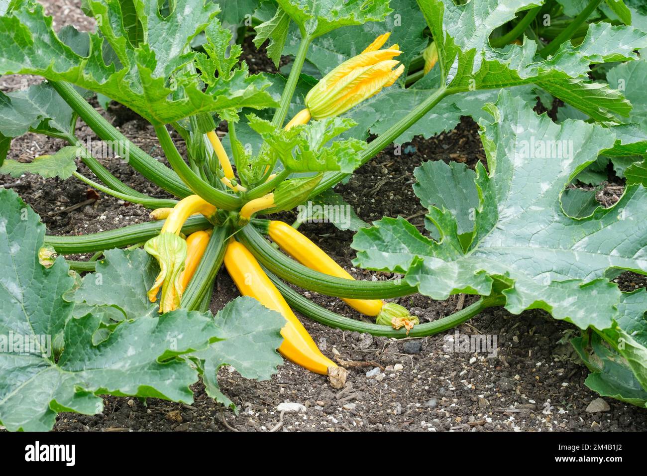 Cucurbita pepo Orelia, calabacín Orelio, flores amarillas, esbeltas, frutos de piel de color amarillo dorado. Foto de stock