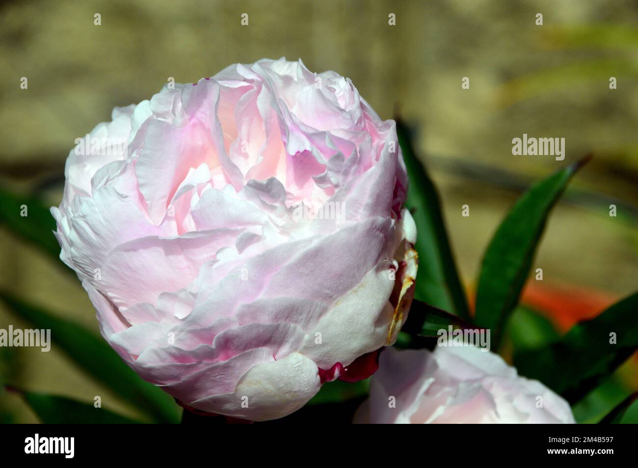 Sola flor grande blanco/rosa de Paeonia lactiflora 'Shirley Temple' (peonía)  cultivada en una frontera en un jardín de campo inglés, Lancashire,  Inglaterra, Reino Unido Fotografía de stock - Alamy