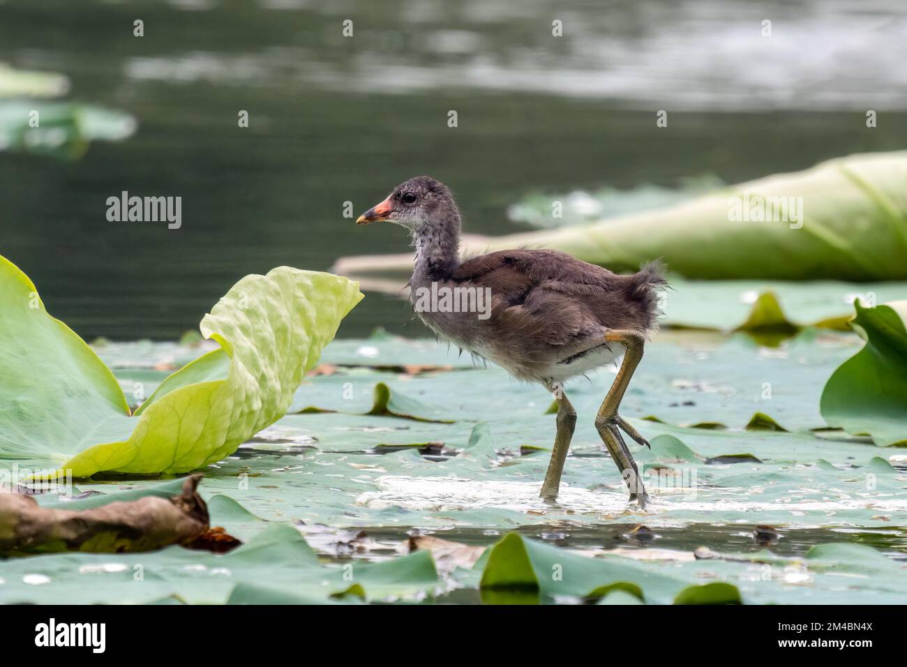 Primer plano de una guarida común sentada / de pie durante el tiempo de primavera en un día soleado Foto de stock