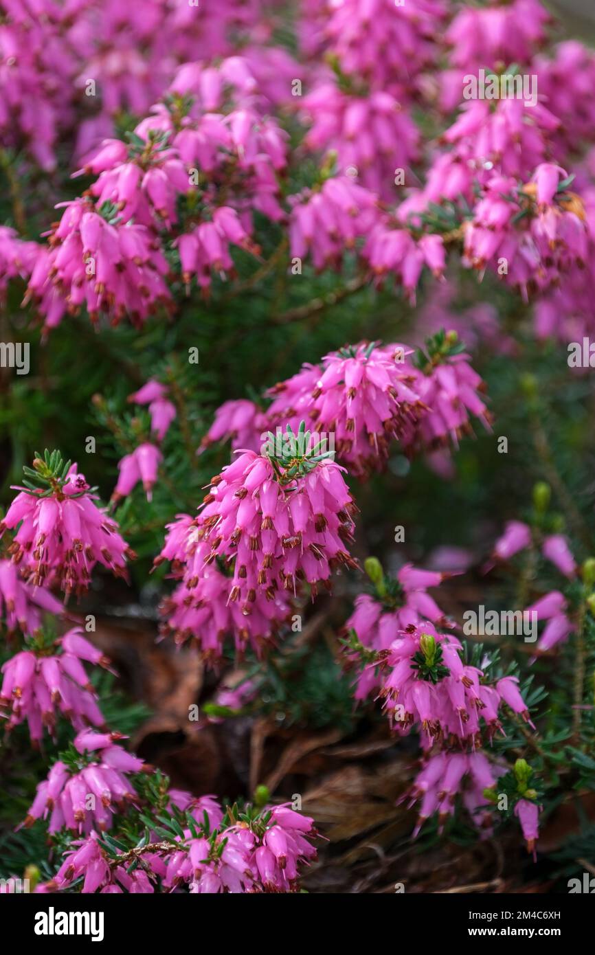 Erica carnea 'Rosalie', brezo 'Rosalie', racimos de flores rosadas brillantes Foto de stock