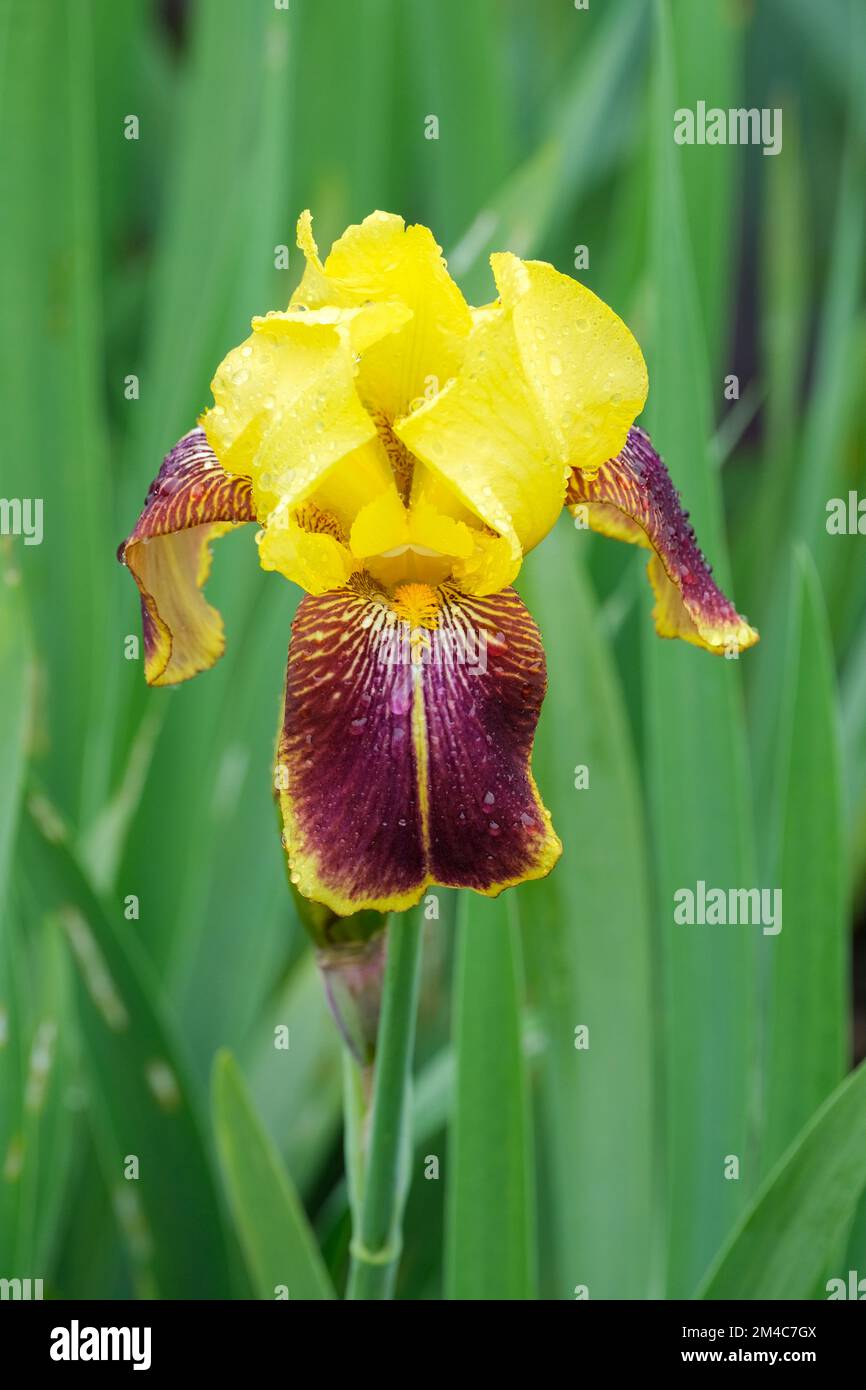 Iris rajah, iris rajah brooke, perenne barbudo alto, grande, con volantes, flores amarillas y granate-rojas con barbas naranjas que aparecen Foto de stock