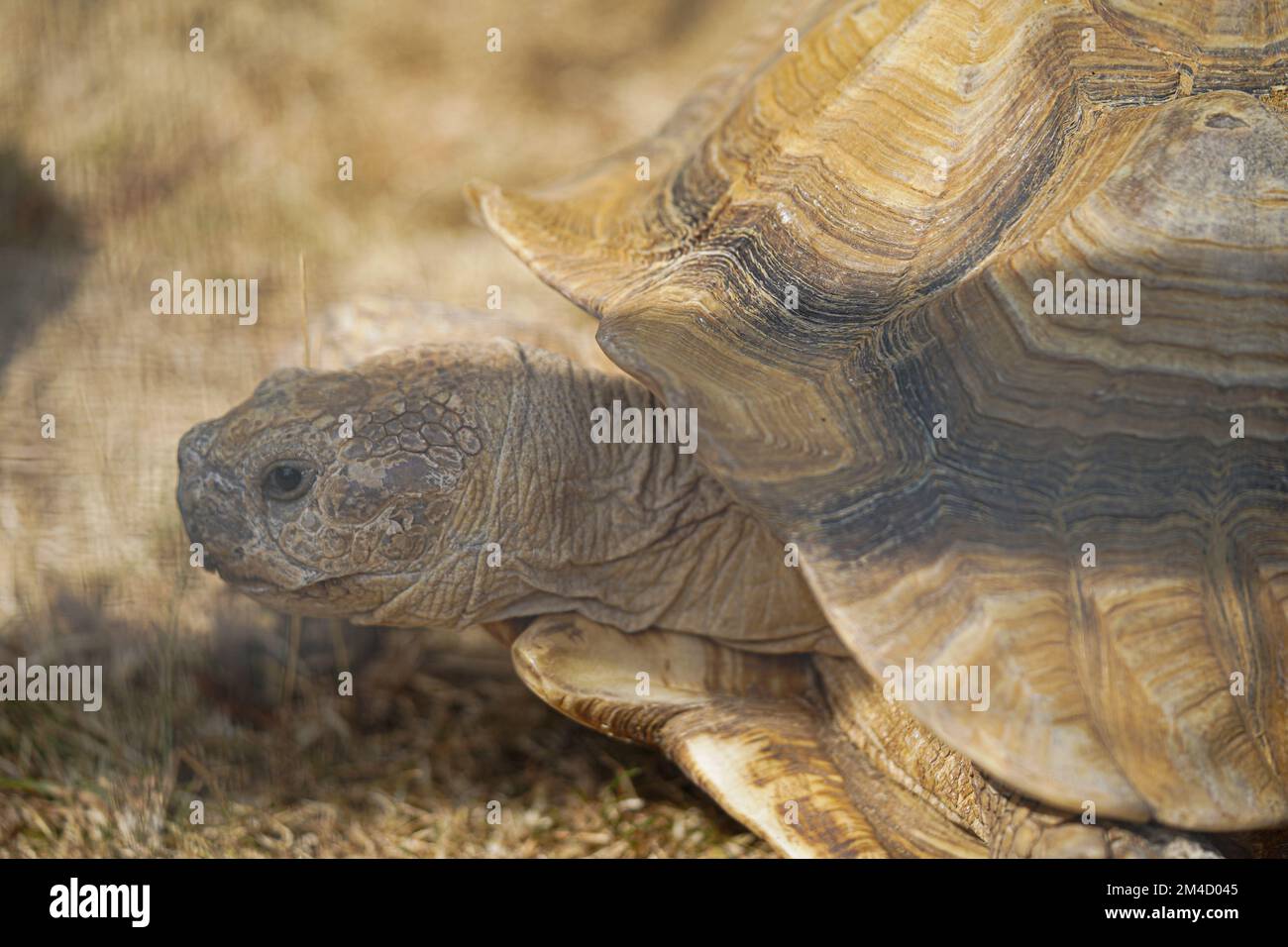 Una tortuga gigante, dipsochelys gigantea en Reading, Reino Unido, Close up. Foto de stock