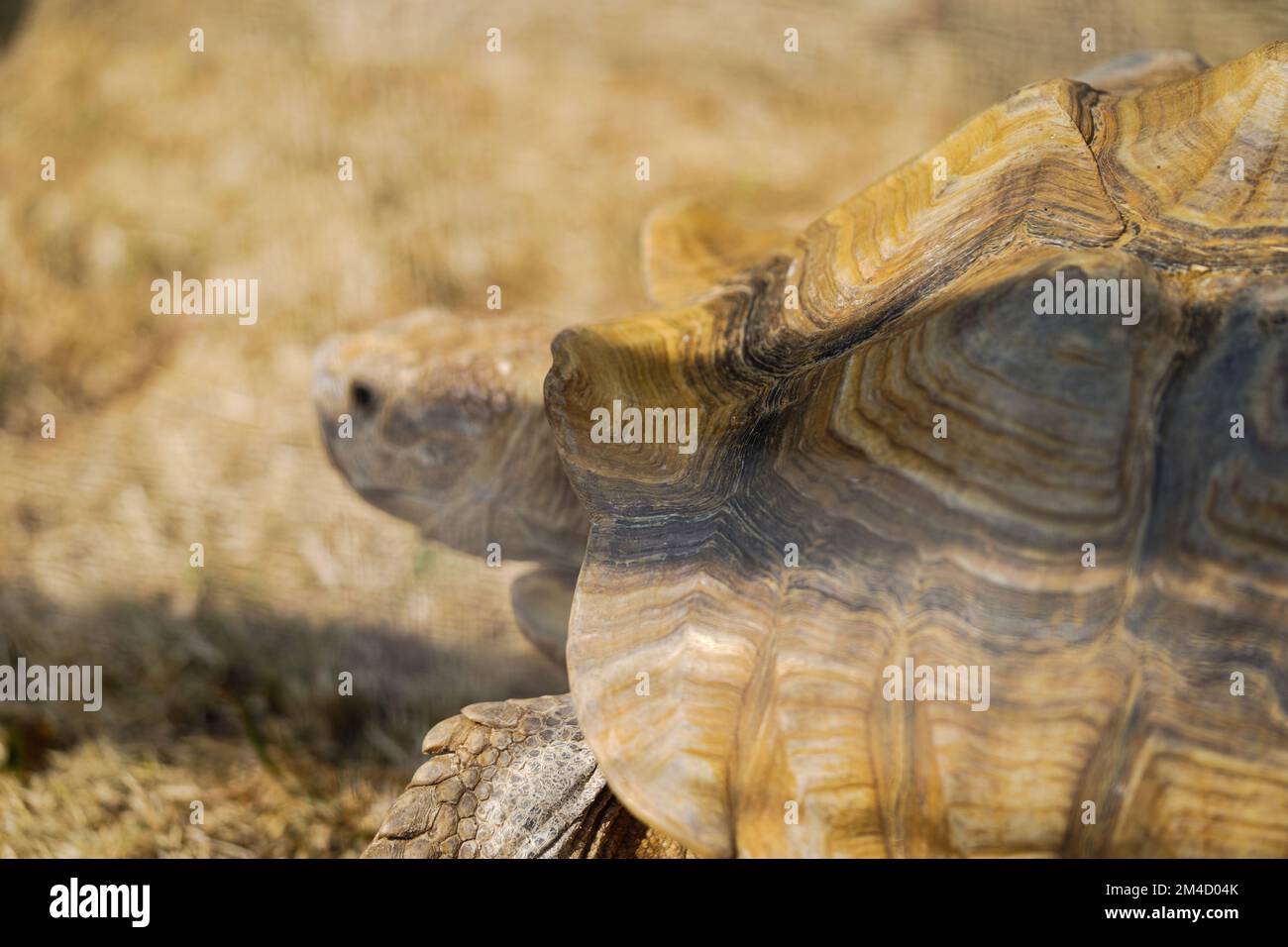 Una tortuga gigante, dipsochelys gigantea en Reading, Reino Unido, Close up. Foto de stock