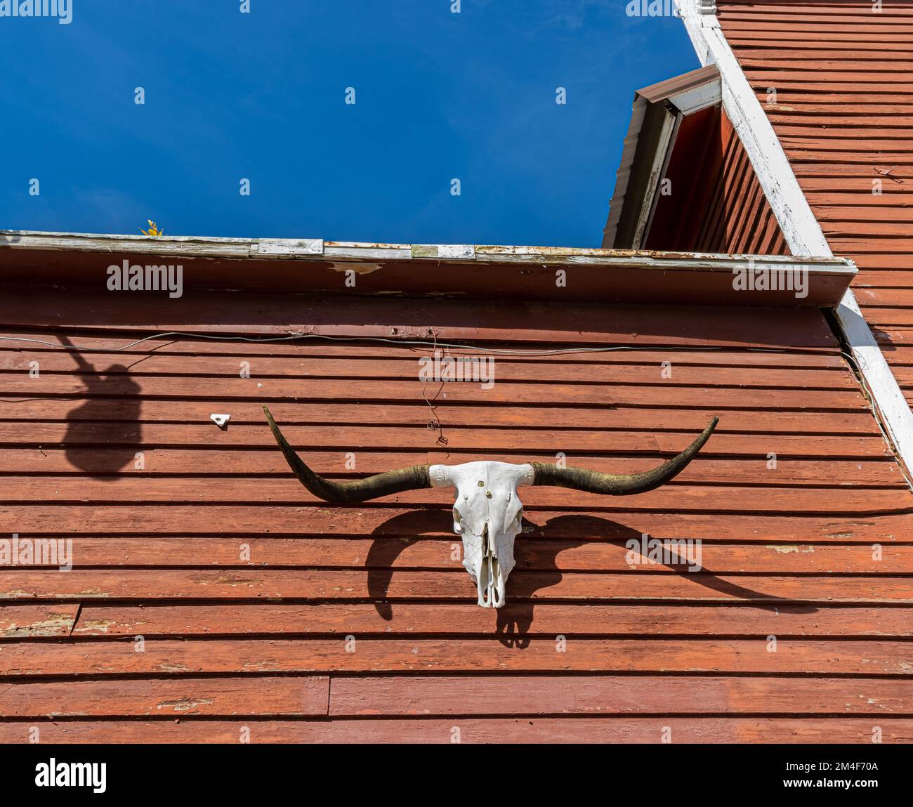 Longhorn Skull en Old Red Wooden Country Store, Aladdin, Wyoming, Estados Unidos Foto de stock