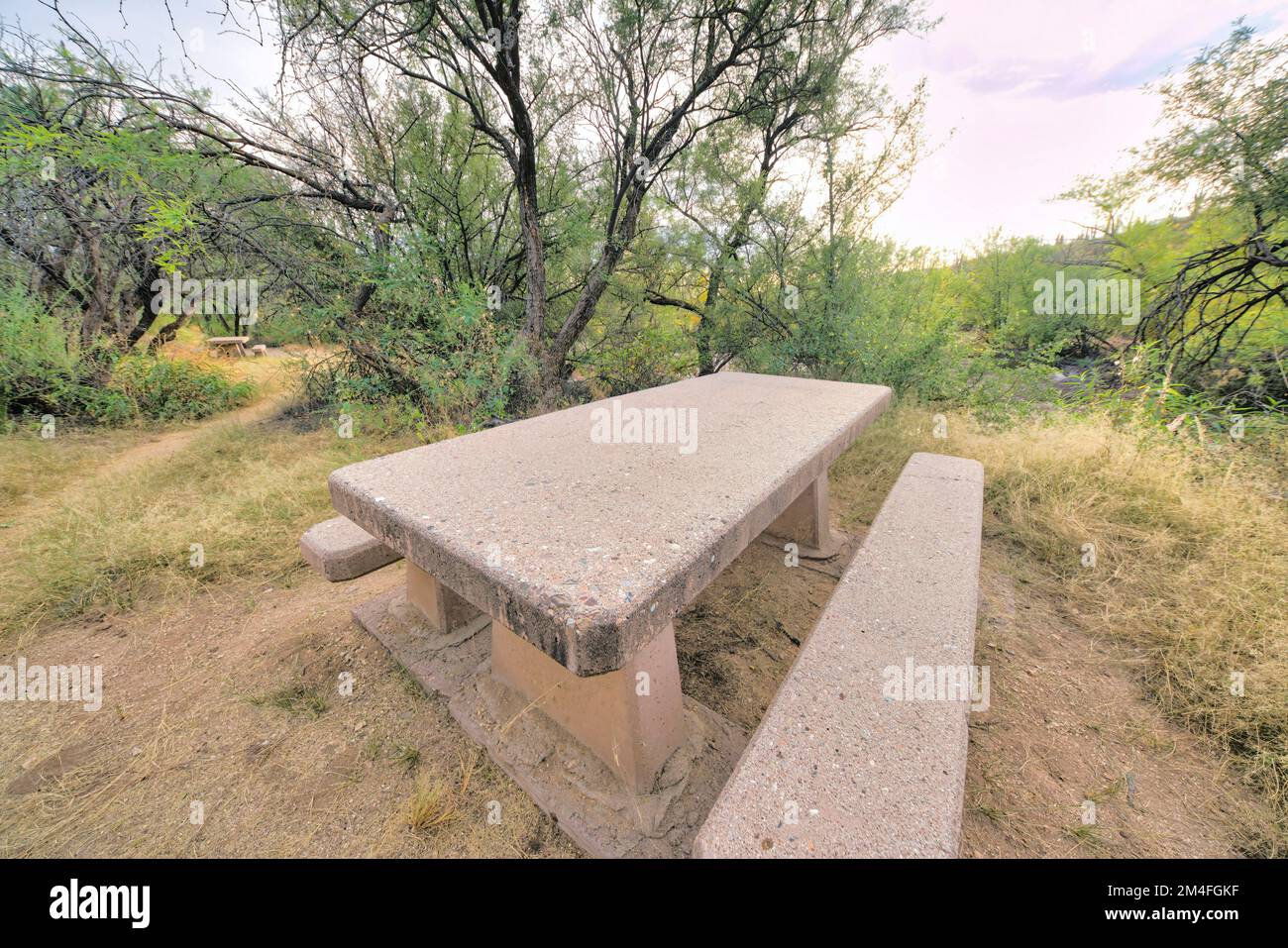 Mesa de concreto con asientos en un camping en Sabino Canyon State Park en  Tucson, AZ. Mesa de picnic cerca de las plantas y árboles silvestres contra  el cielo blanco Fotografía de