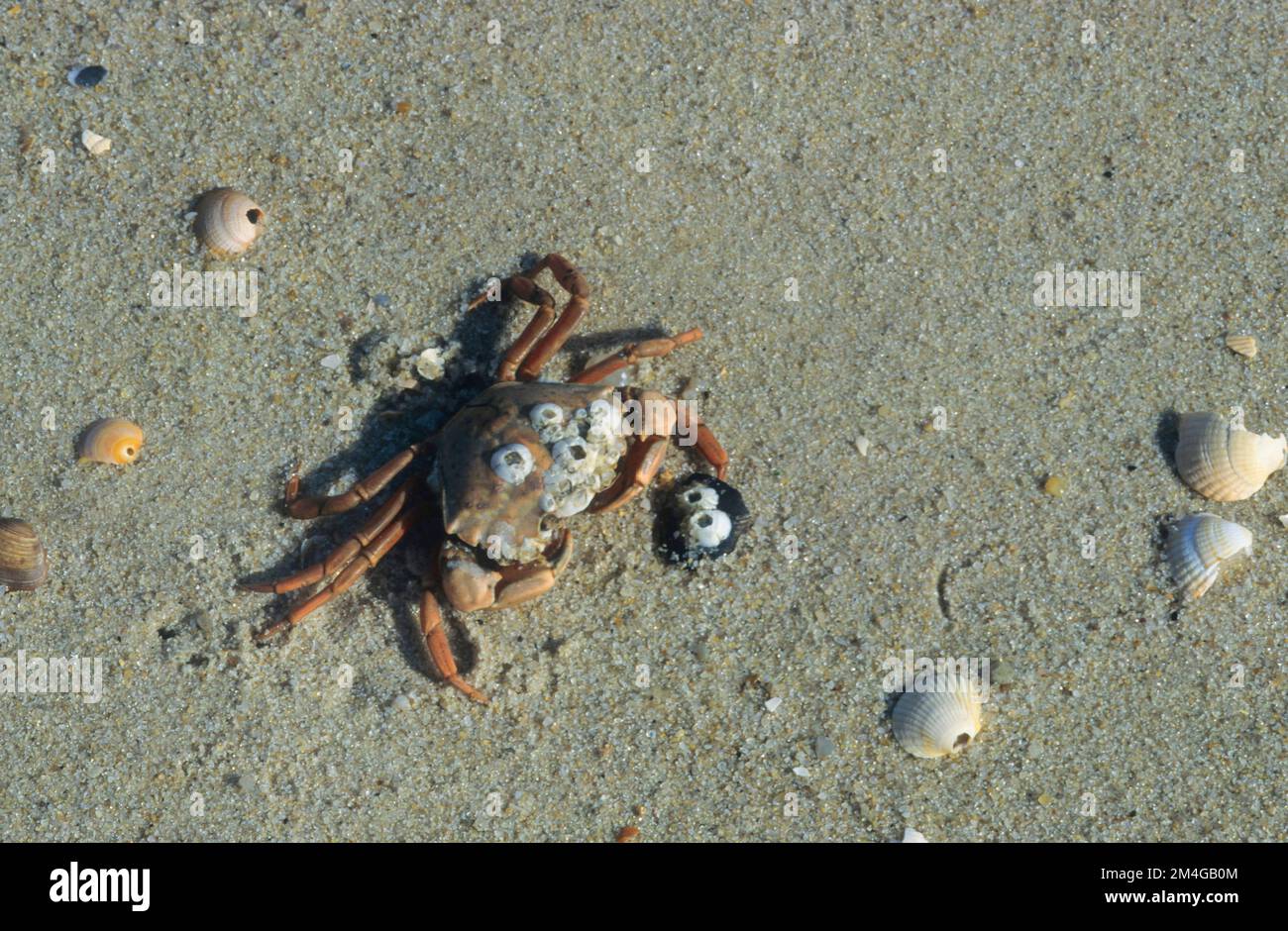 Cangrejo verde, cangrejo verde, cangrejo de costa del Atlántico Norte (Carcinus maenas), con los barnacles, Alemania Foto de stock