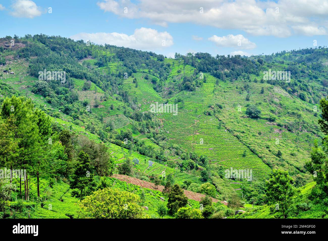 Fincas de té, colinas Nilgiri, Coonoor, estación de la colina, Tamil Nadu, India Foto de stock