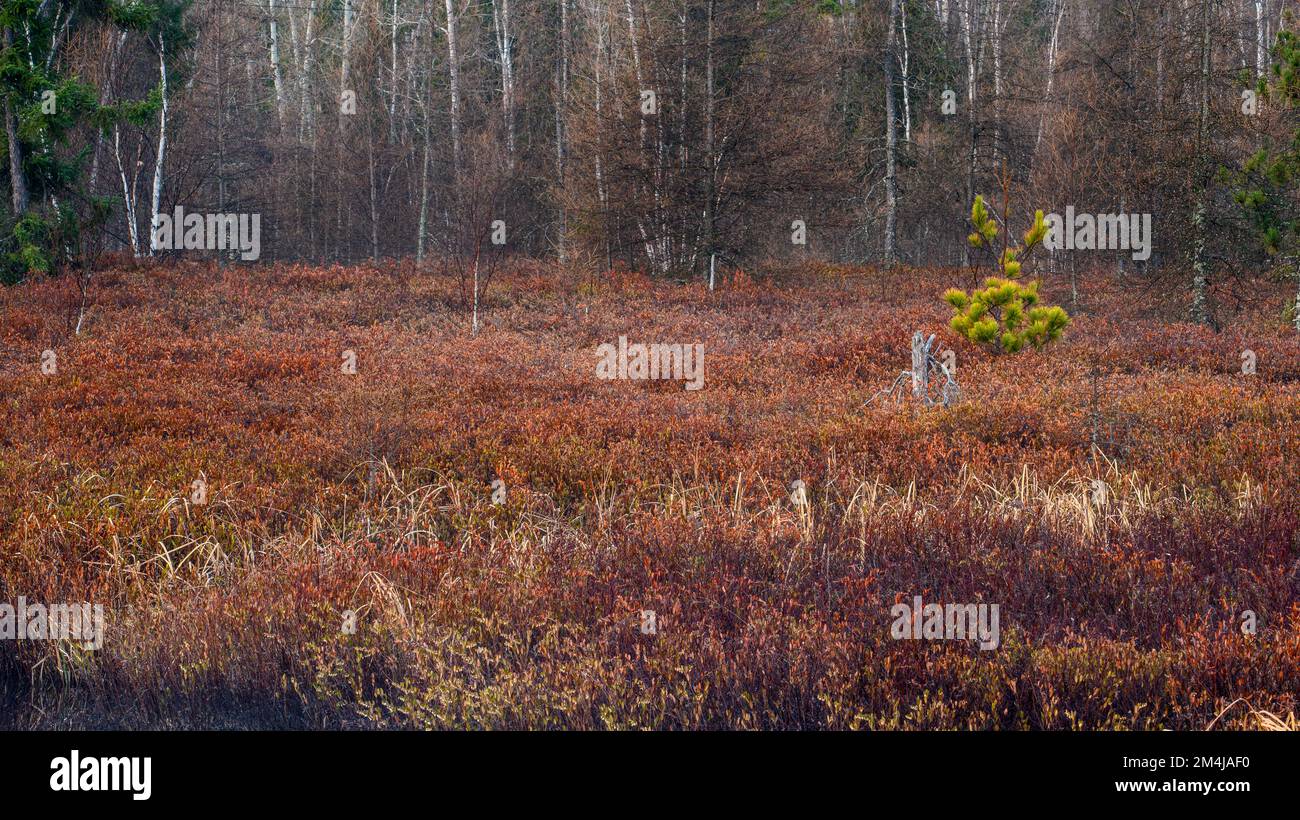 El pantano de Leatherleaf a principios de la primavera, Greater Sudbury, Ontario, Canadá Foto de stock