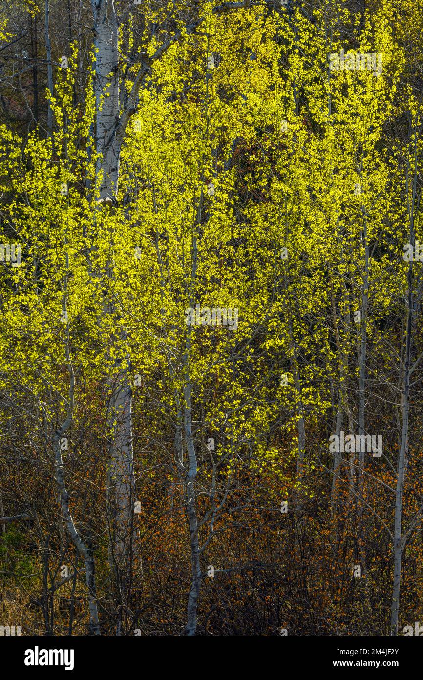 Árboles de abedul de primavera, Greater Sudbury, Ontario, Canadá Foto de stock