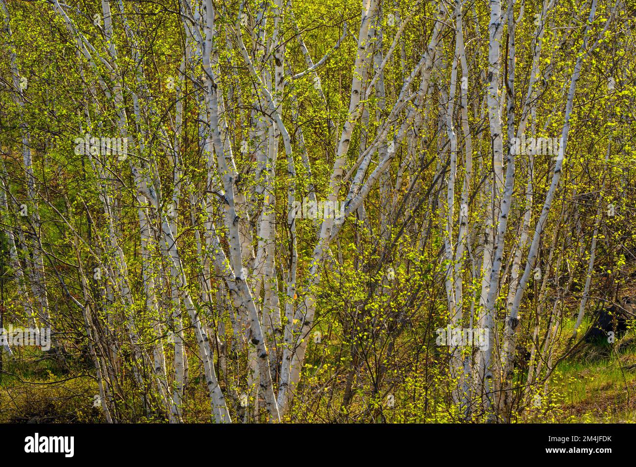 Árboles de abedul de primavera, Greater Sudbury, Ontario, Canadá Foto de stock