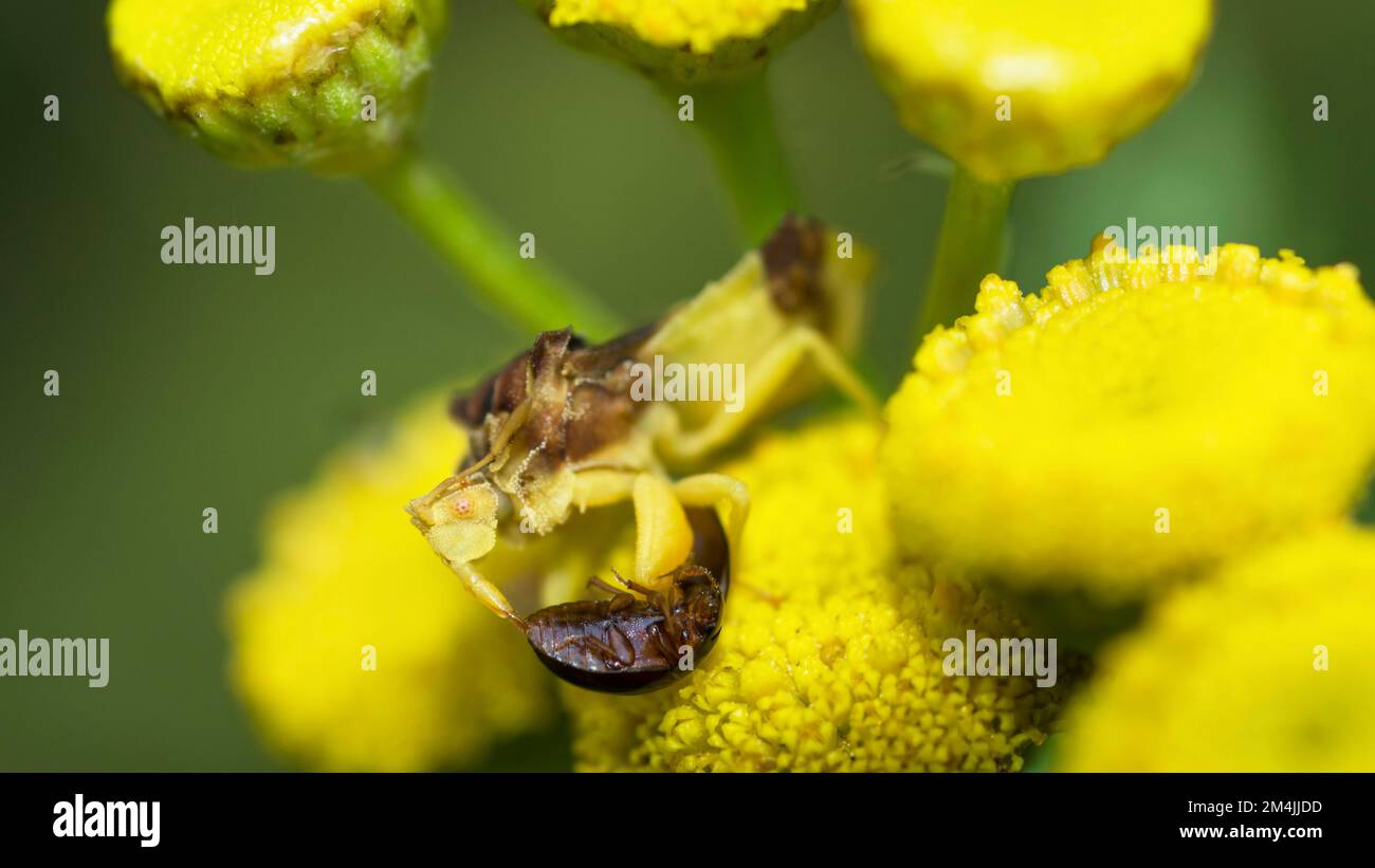 Insecto de la emboscada dentada, Phymata Americana, que se depreda en un escarabajo de flores brillantes, Phalacridae, en la planta tansy, Tanacetum vulgare Foto de stock