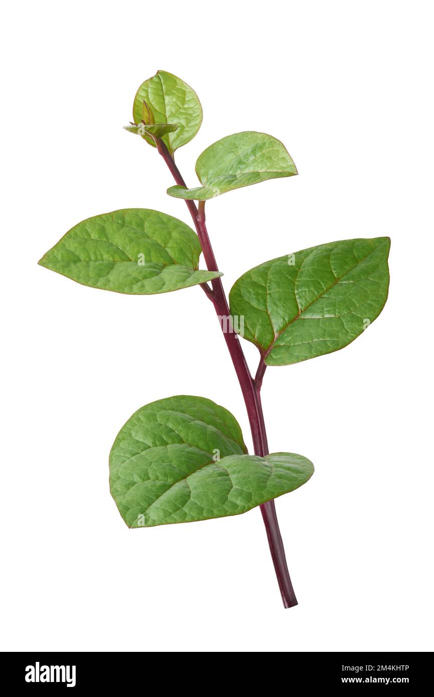 follaje de la planta de espinaca malabar o espinaca de ceilán aislado sobre fondo blanco, basella alba o basella rubra conocida como espinaca de vid Foto de stock