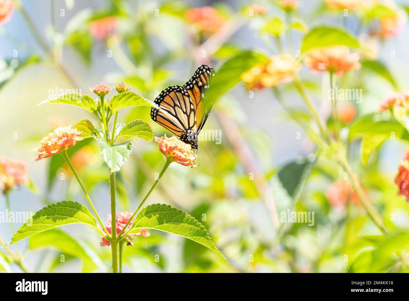 Mariposa monarca y flores brillantes de lantana de verano sobre un fondo de follaje y fondo verde bokeh. Imagen artística macro. Foto de stock