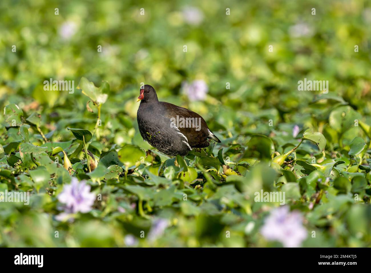 Primer plano de una guarida común sentada / de pie durante el tiempo de primavera en un día soleado Foto de stock